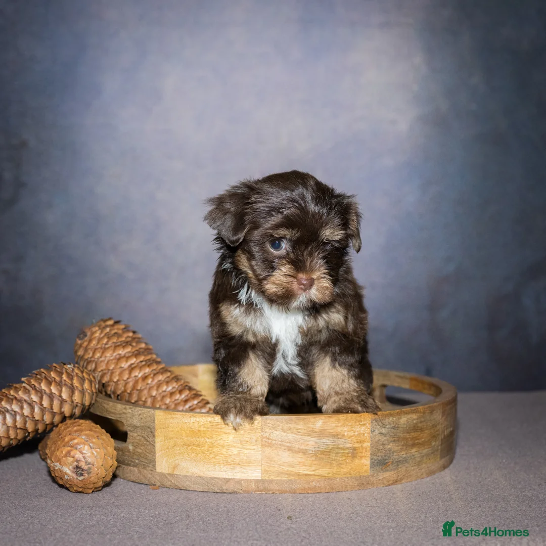 Yorkshire Terrier dogs for sale: Colorful Yorkshire Terrier puppies for sale - Advert 21