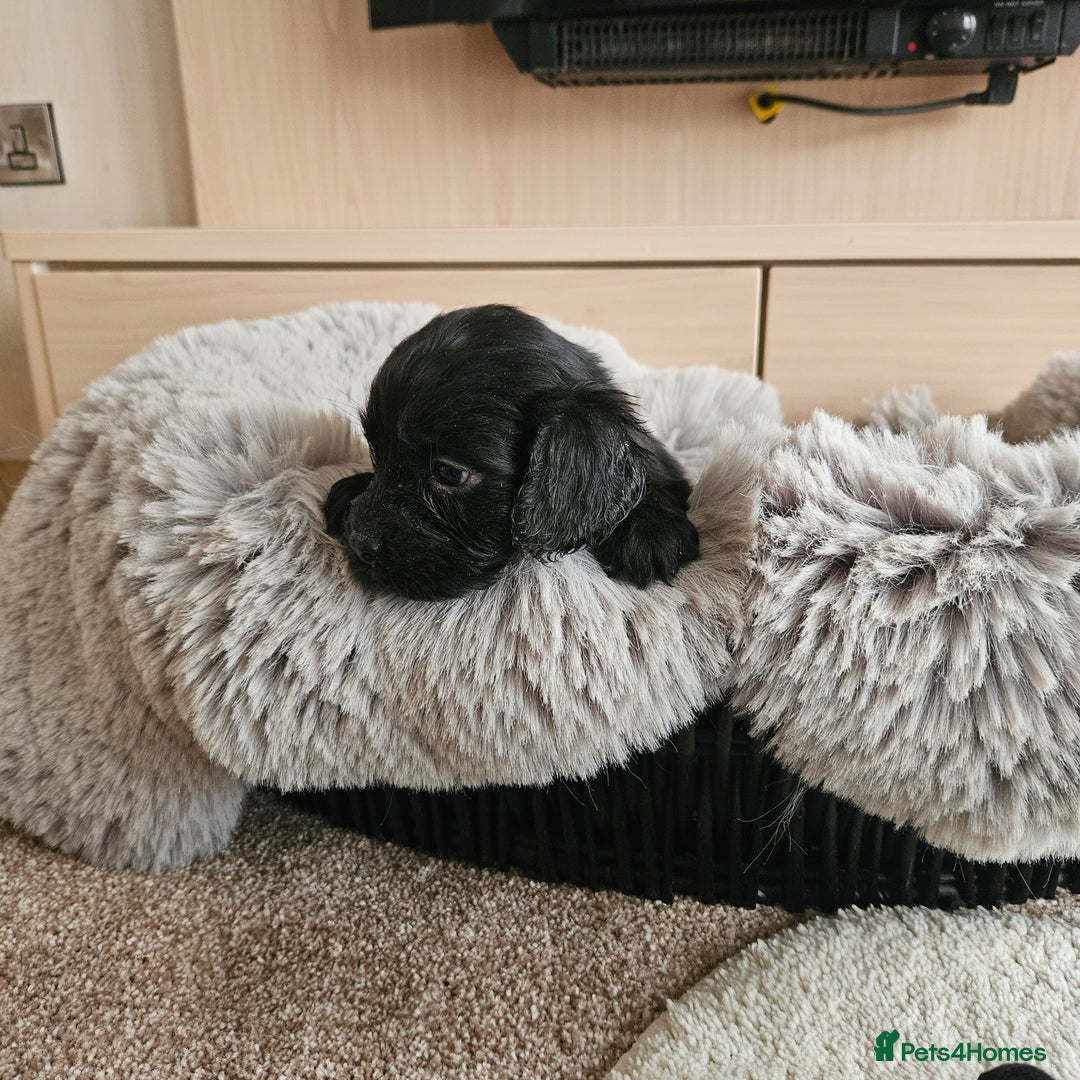 Cocker Spaniel dogs for sale: Rare Merle Working Type Cocker Spaniels - Advert 30