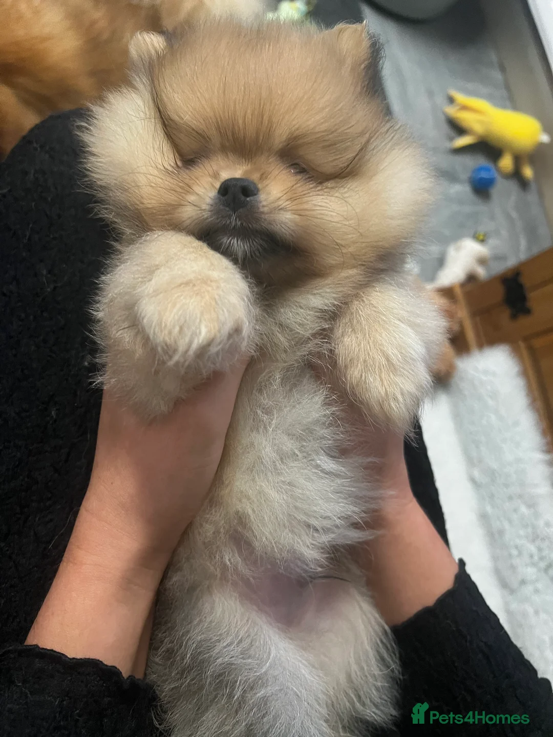 Pomeranian dogs for stud: 🌟 Stunning Pomeranian available for stud 🦊  - Advert 8