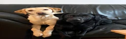 Labrador Retriever dogs for sale: Kennel Club Registered Labrador Puppies 🐾 - Advert 14