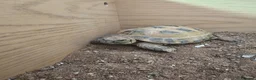 Tortoise reptiles for sale: Horsfield Tortoise age 6 - Advert 18