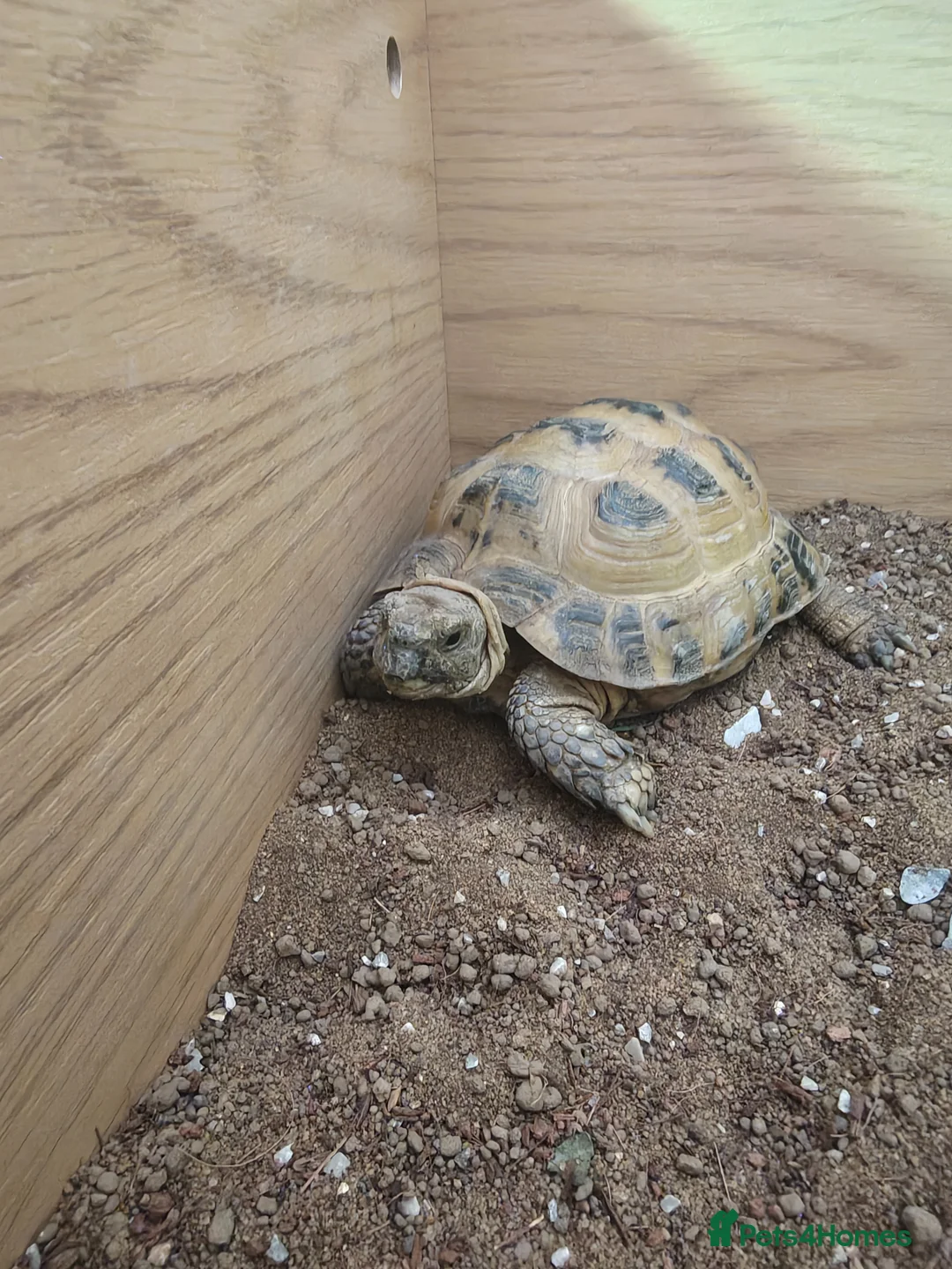Tortoise reptiles for sale: Horsfield Tortoise age 6 - Advert 18
