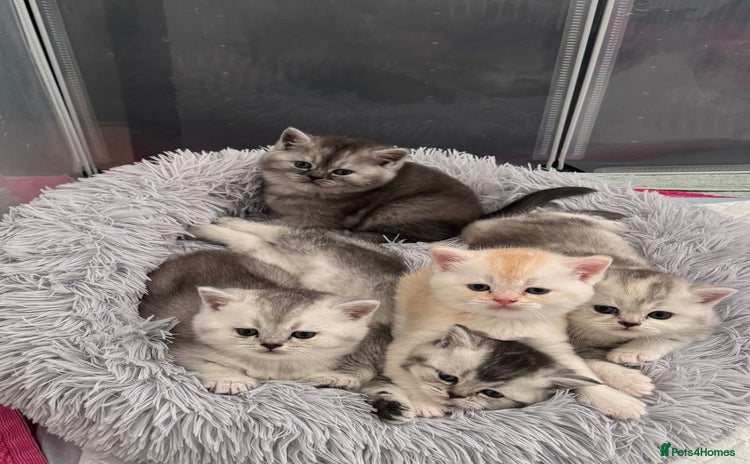 Scottish Fold cats - Advert 3