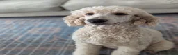 Standard Poodle dogs for sale: Beautiful Loving Girl  - Advert 4