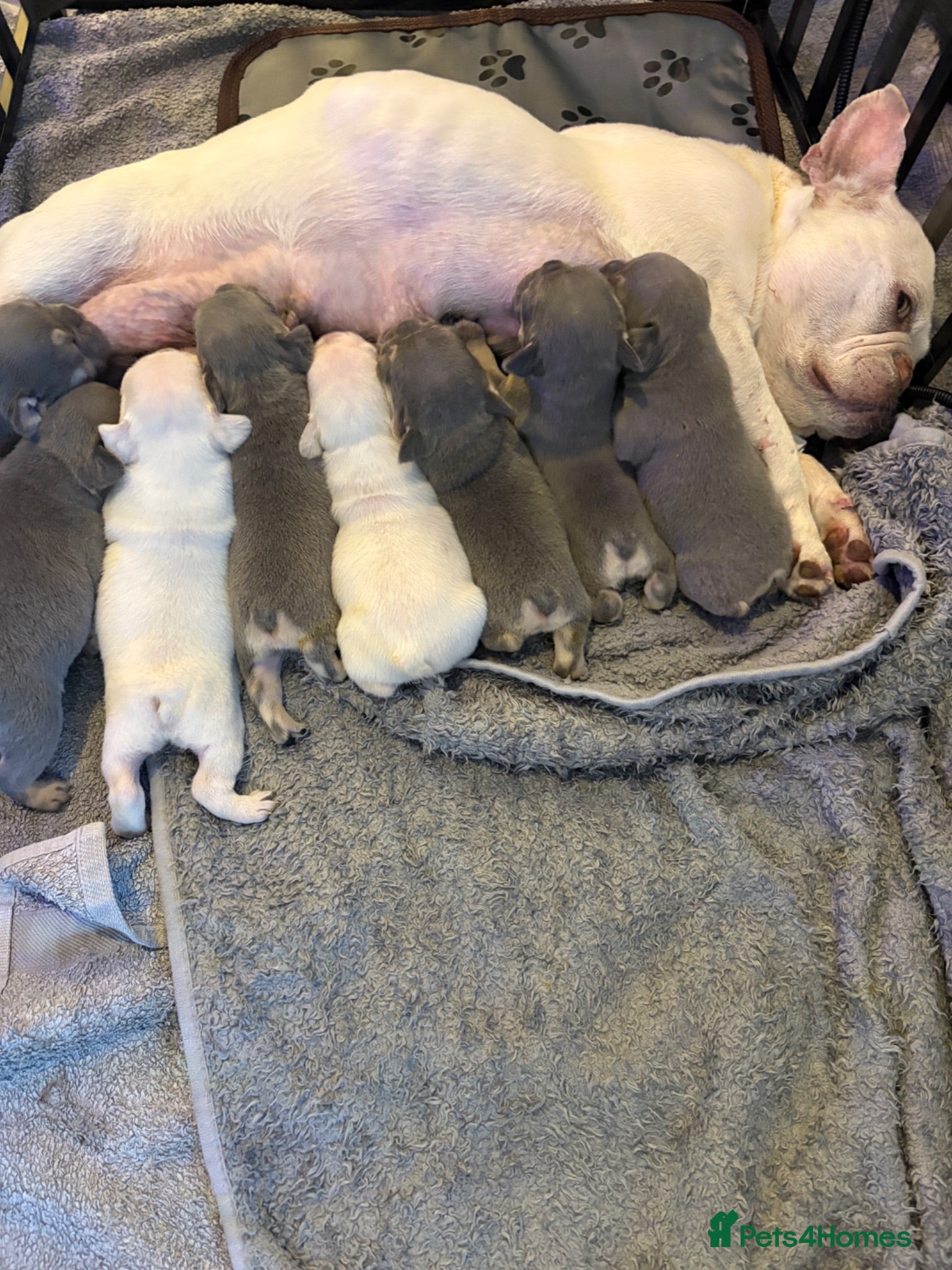 French Bulldog dogs Stunning French bull dog puppy’s for sale  - Advert 2