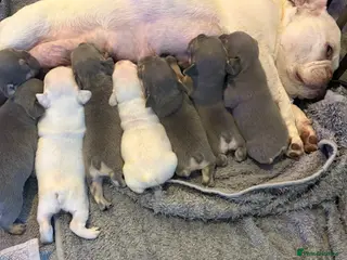 French Bulldog dogs Stunning French bull dog puppy’s for sale - Advert 2