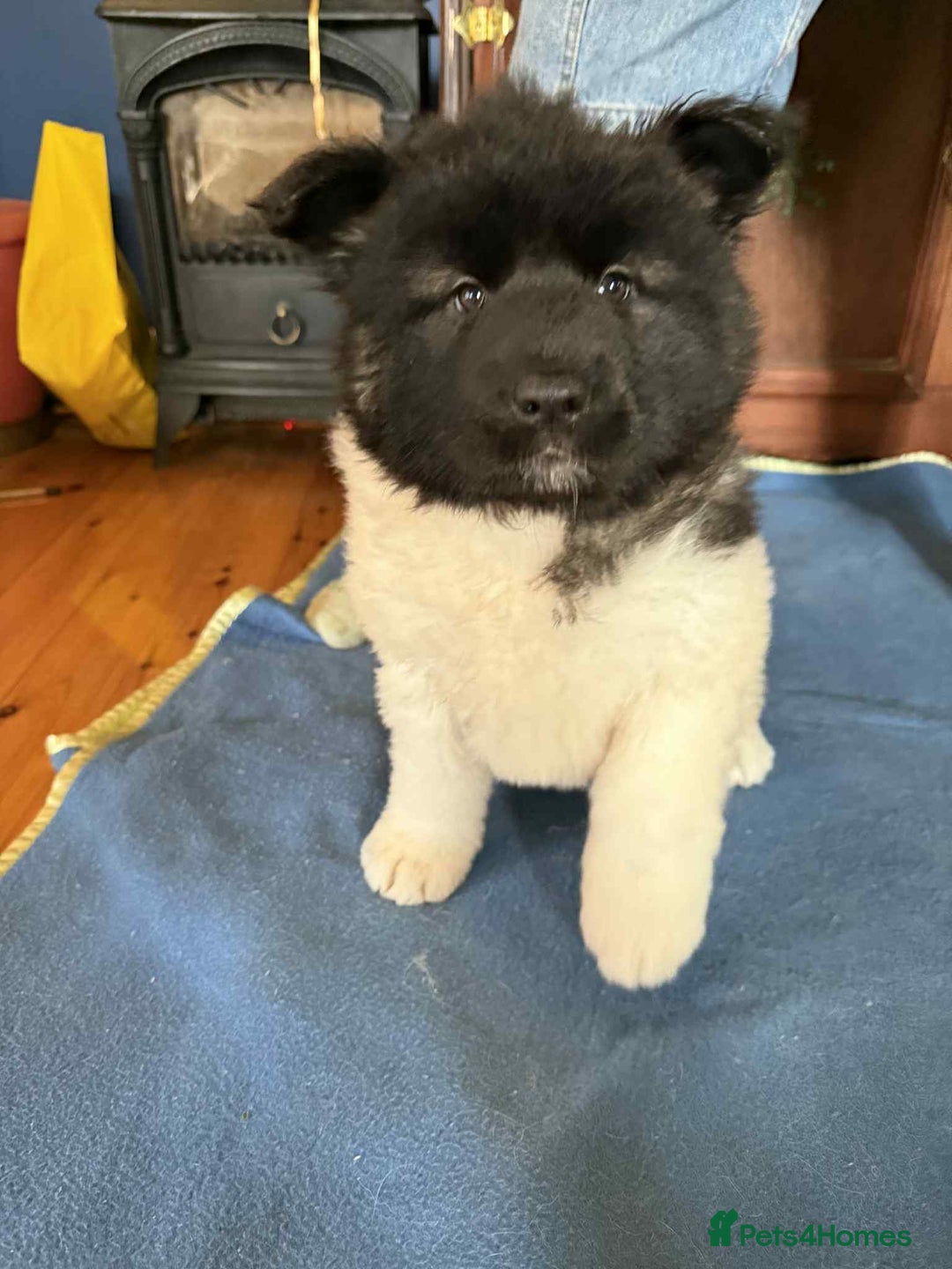 Akita dogs for sale: Adorable Pure-Bred Akita Puppies - Advert 11