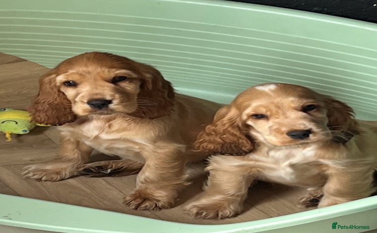 Cocker Spaniel dogs - Advert 2