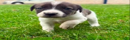 Mixed Breed dogs for sale: Beautiful Beagle Puppies in Warwick - Advert 6
