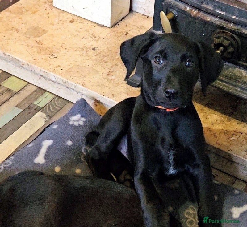 Mixed Breed dogs Ready now dutch shepherd X pointer puppies  - Advert 2