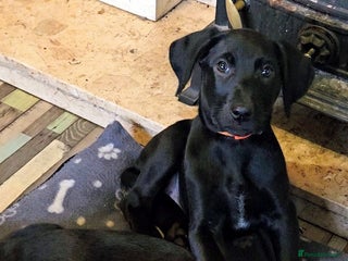 Mixed Breed dogs Ready now dutch shepherd X pointer puppies - Advert 2