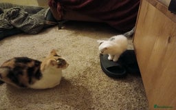 British Shorthair cats for sale: Wee George  - Image 8