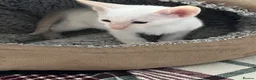 Siamese cats for sale: 🐾 Gorgeous Siamese Kittens 🐾 - Advert 6