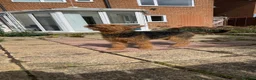 Airedale Terrier dogs for sale: Airedale  - Advert 2