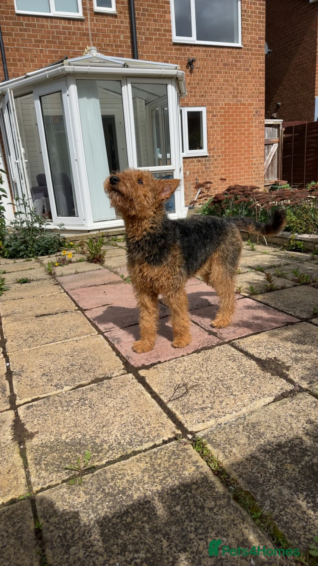 Airedale Terrier dogs for sale: Airedale  - Advert 2
