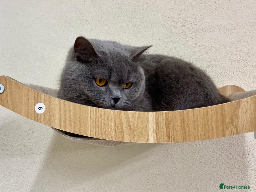 British Shorthair cats for sale: BLUE BSH GIRL LOOKING FOREVER HOME!!! 🐾😻 - Advert 7