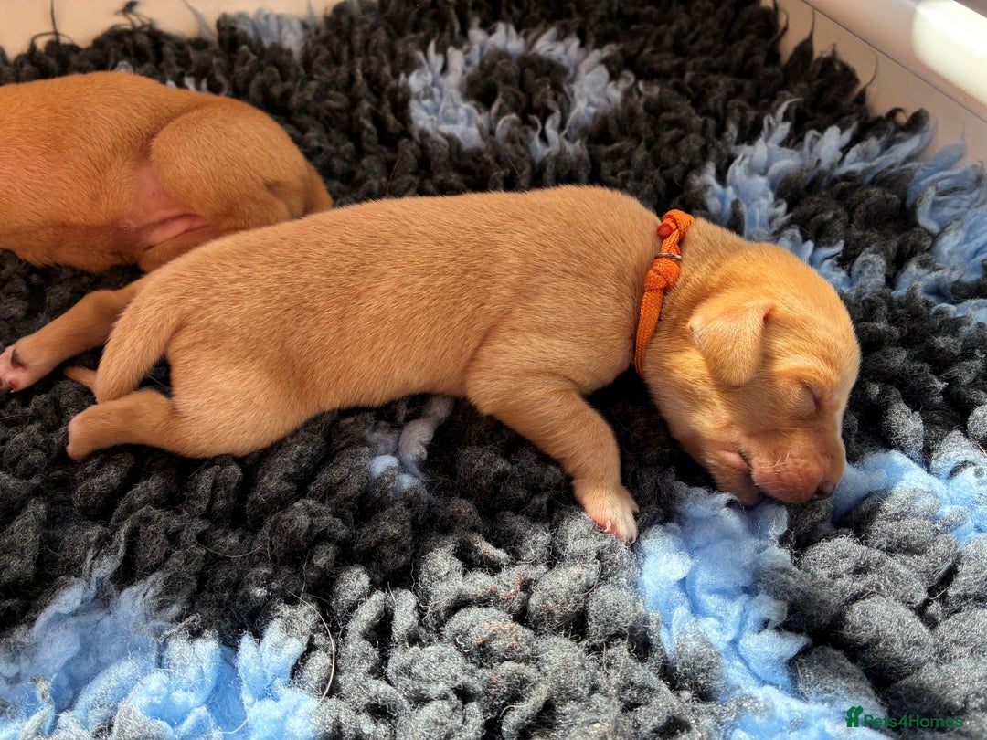 Labrador Retriever dogs for sale: Fox Red Labrador Pups, Health tested parents - Image 16