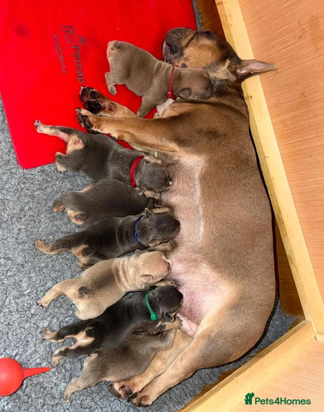 French Bulldog dogs for sale: Gorgeous French Bulldog Puppies - 3 Boys & 4 Girls in Doncaster - Advert 1