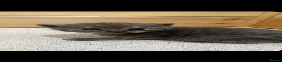 British Shorthair Kitten 2