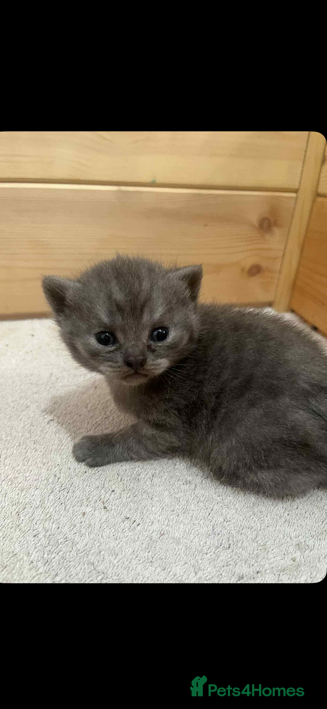 British Shorthair cats for sale: British shorthair kittens  - Image 8