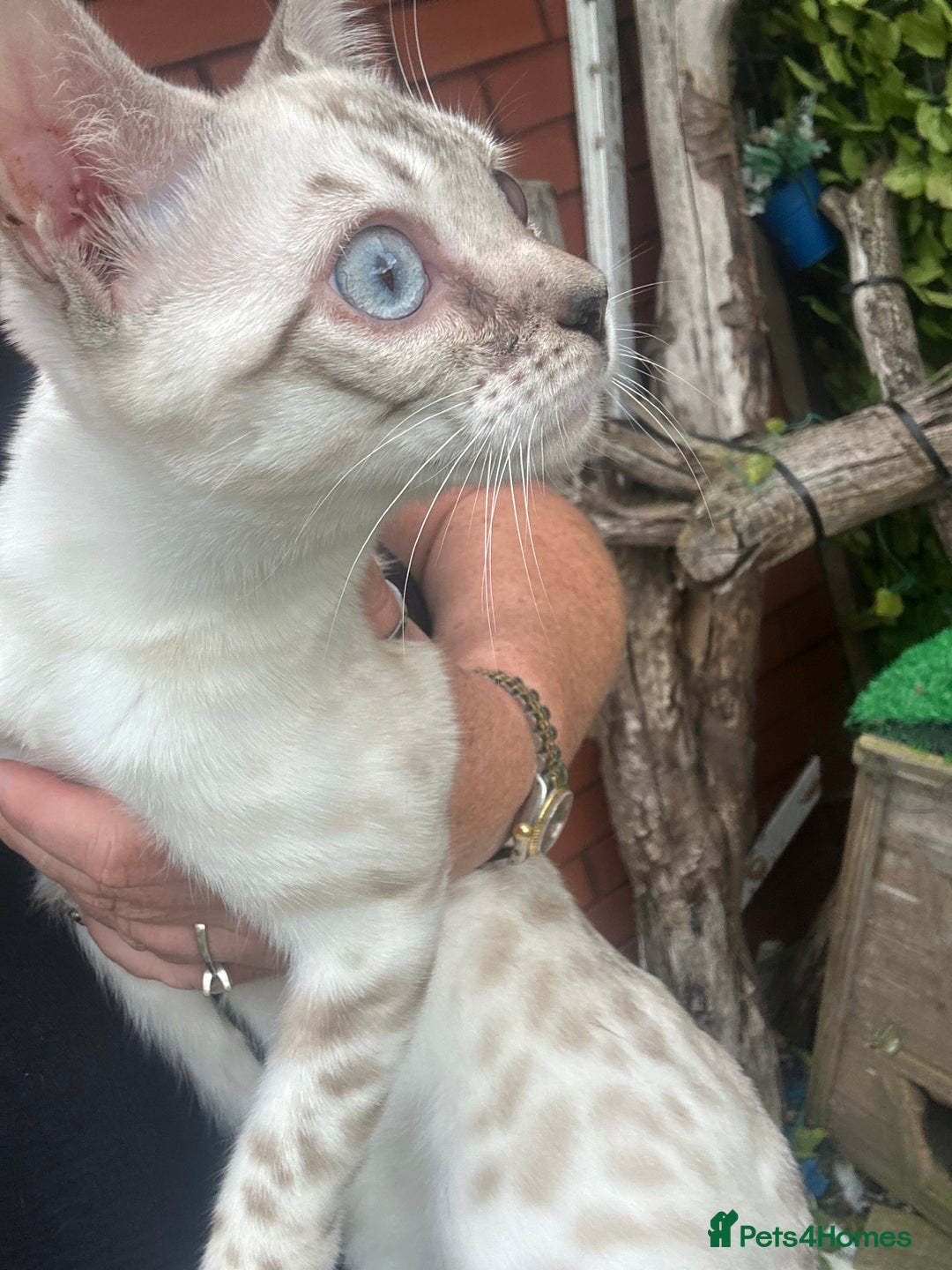 Bengal cats for sale: Unbelievably friendly TICA reg kittens  - Image 27