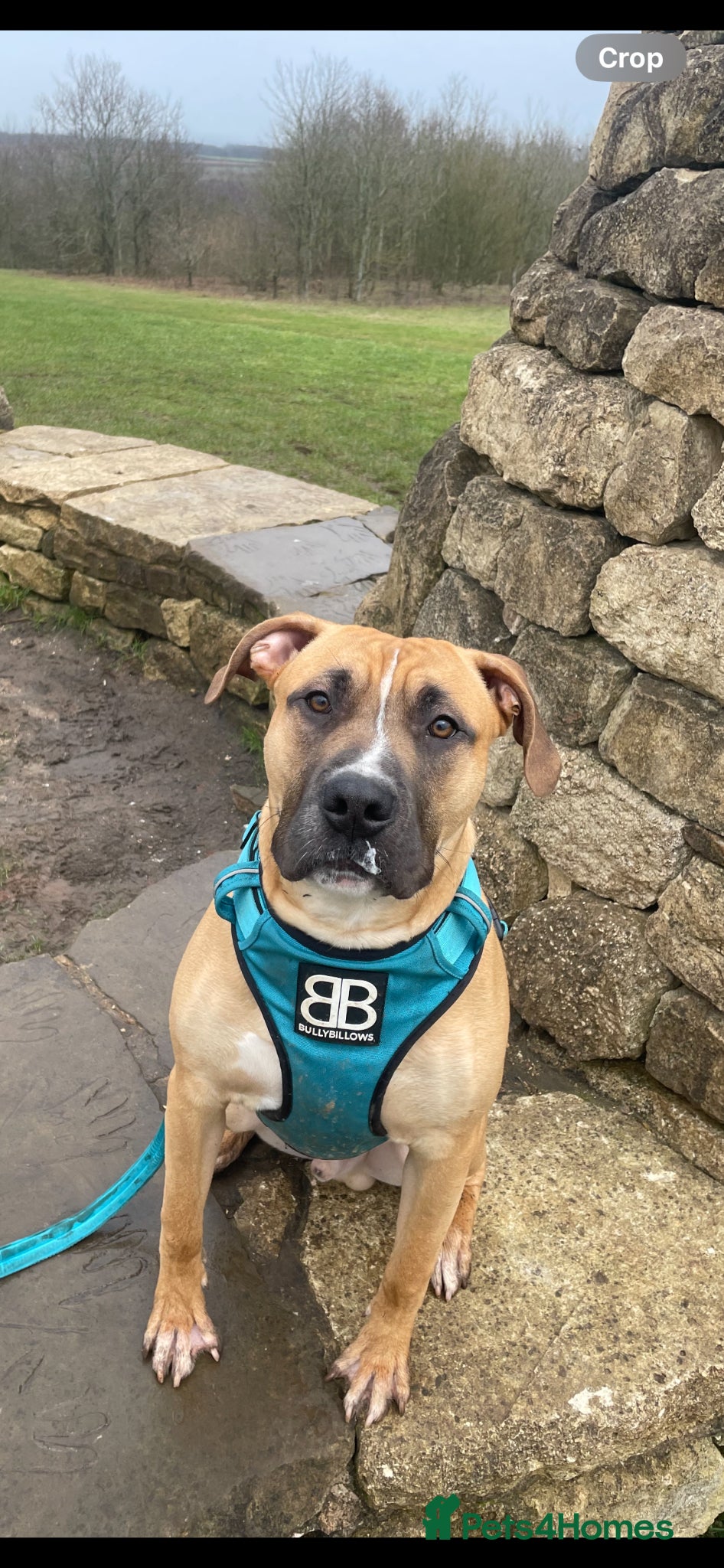 Mixed Breed dogs good home needed - Advert 9