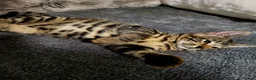 Bengal cats for sale: Bengal kittens - Advert 11