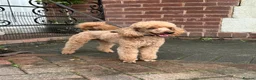 Poodle dogs for stud: KC Registered, health tested toy poodle stud dogs  in Exeter - Advert 9