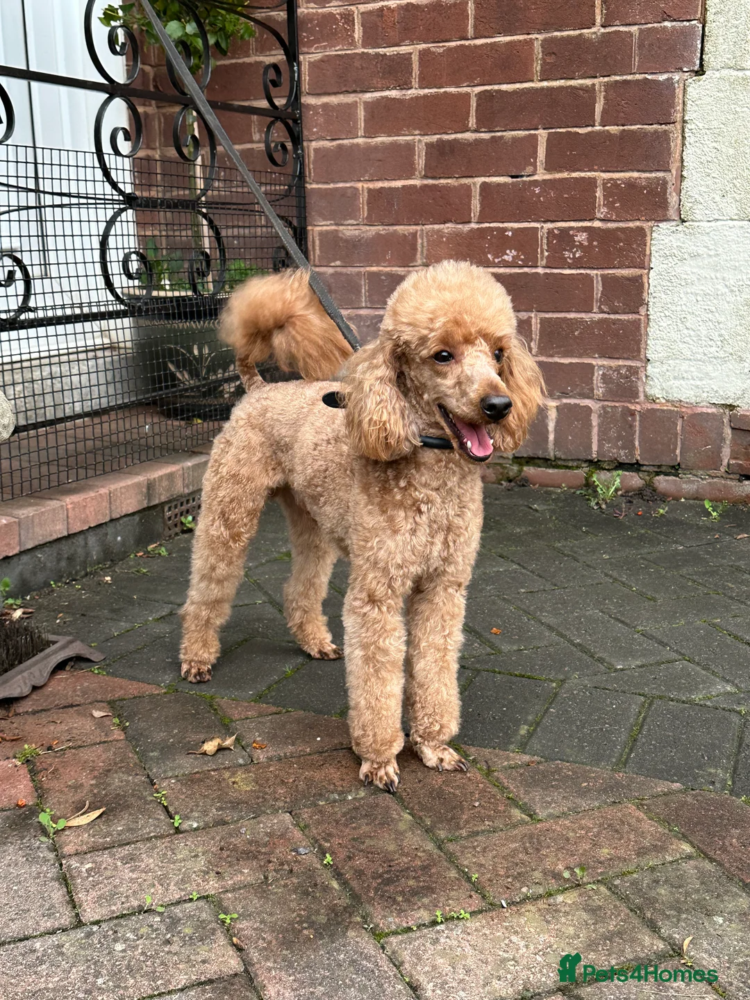 Poodle dogs for stud: KC Registered, health tested toy poodle stud dogs  in Exeter - Advert 9