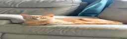 Maine Coon cats for sale: 6 beautiful half maincoons - Advert 2
