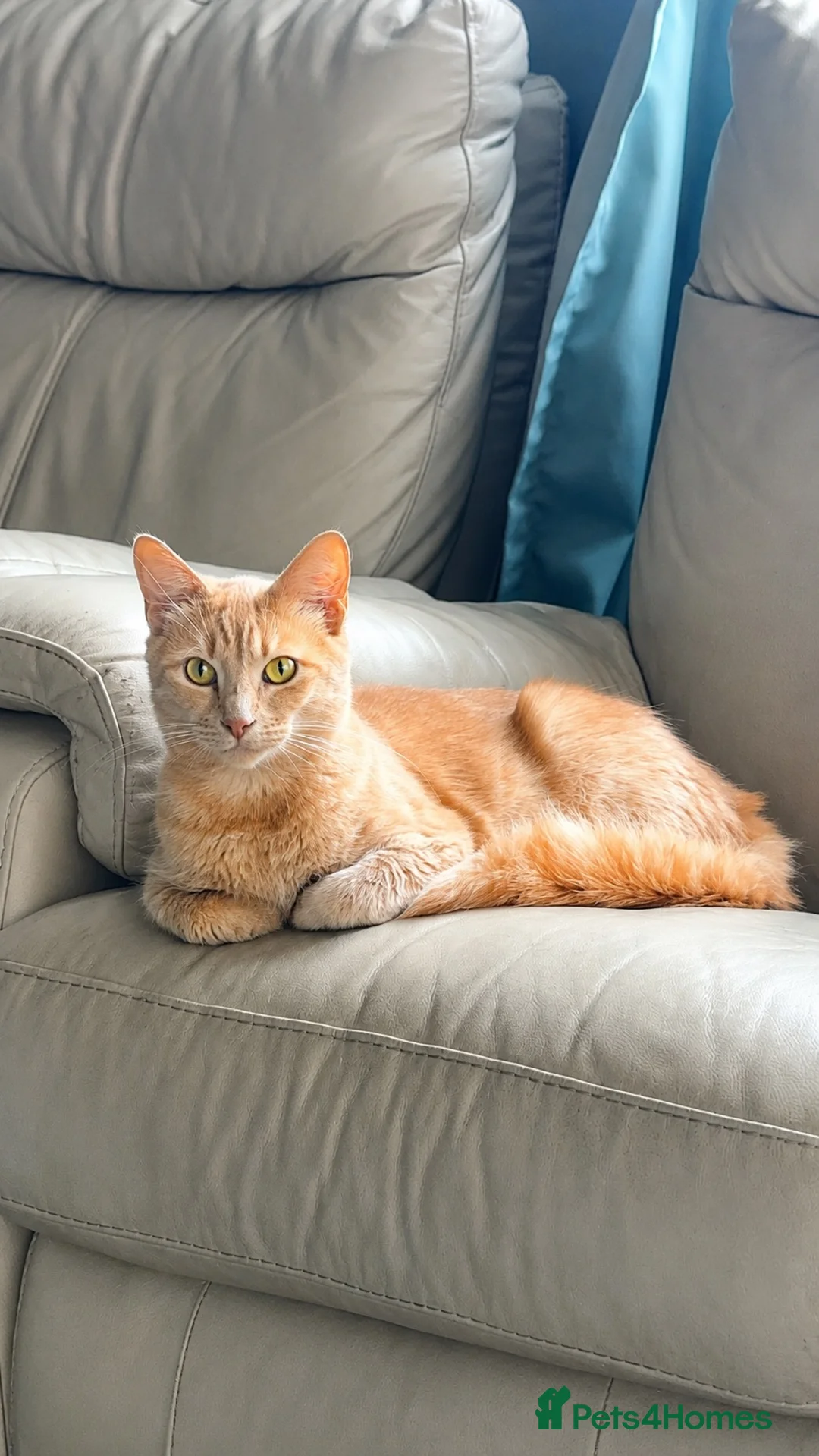 Maine Coon cats for sale: 6 beautiful half maincoons - Advert 2