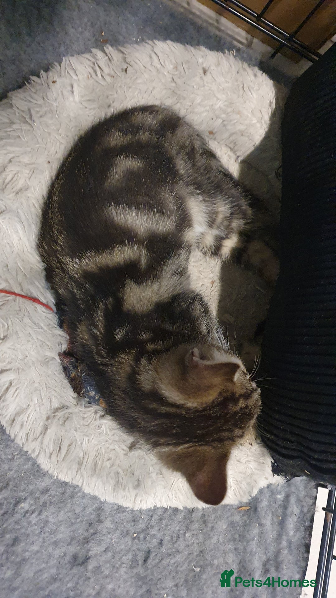 Mixed Breed cats for sale: Four kittens in search of their forever homes - Image 9