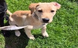 Labrador Retriever dogs for sale: Maggie RESERVED  - Image 3