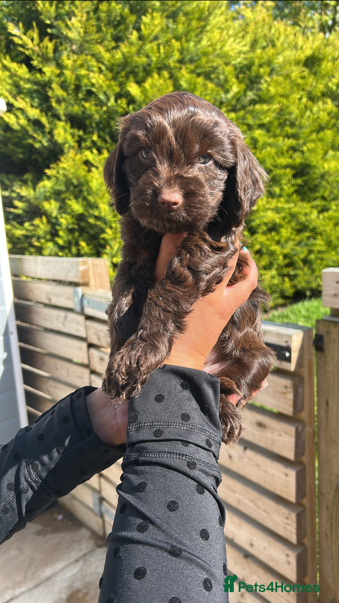 Cockapoo dogs 8 beautiful F1 B Cockapoos for sale.  - Advert 1