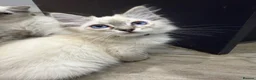 Ragdoll cats for sale:     💙 Stunning Pedigree Ragdoll Kittens GCCF - Advert 7