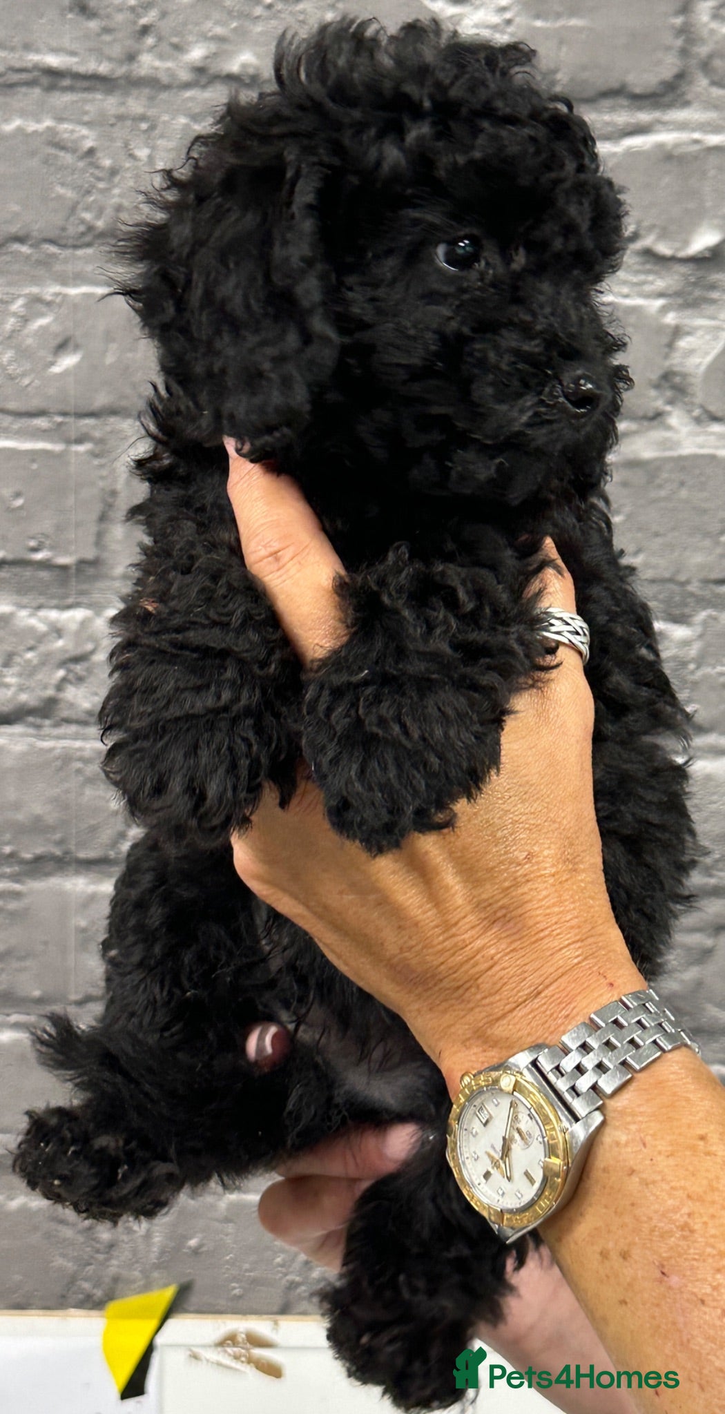 Miniature Poodle dogs STUNNING LITTER OF 6 BLACK MINIATURE POODLES - Advert 2