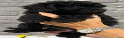 Miniature Poodle dogs for sale: STUNNING LITTER OF 6 BLACK MINIATURE POODLES - Advert 4