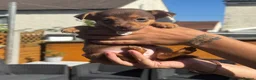 Jack Russell dogs for sale: Miniature Jack Russell puppy’s for sale  - Advert 14