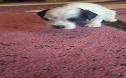 Bichon Frise dogs for sale: 4beautiful Bichon Frise puppies (3boys and 1 girl) - Image 6
