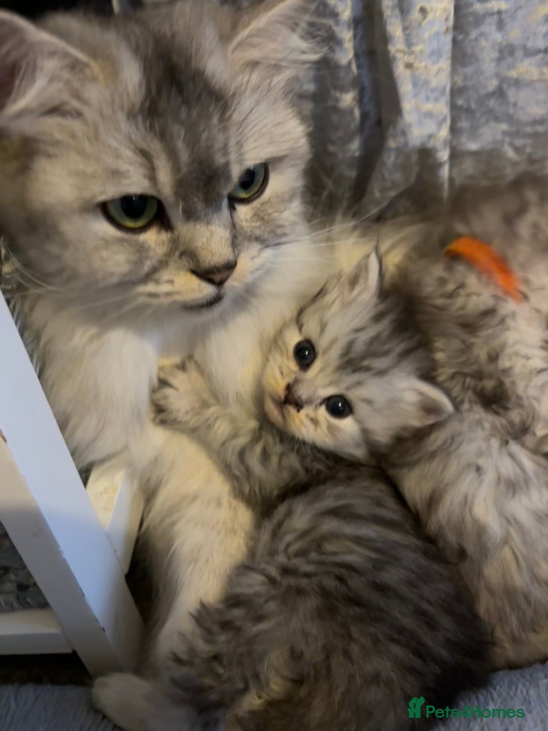 Persian cats for sale: Stunning Persian X mainecoon babies - Advert 34