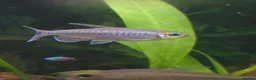 Tetras fish for sale: 7x Congo Tetra in Bathgate - Advert 3