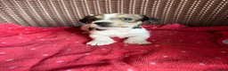 Jack Russell dogs for sale: Jack Russell puppies  - Advert 20