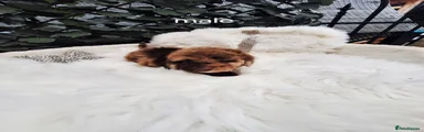 Toy Poodle 3