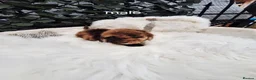 Toy Poodle dogs for sale: SUPERB TINY TOY POODLES - Advert 5