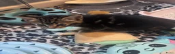 Bengal cats for sale: 5 mixed bengal kittens - Advert 7