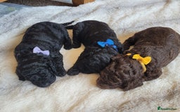 Cockapoo dogs for sale: Cockapoo F2 puppies 8 weeks old. - Image 9