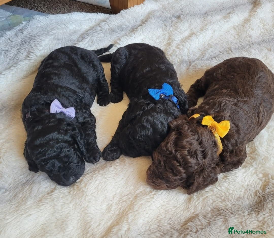 Cockapoo dogs for sale: Cockapoo F2 puppies 8 weeks old. - Image 9