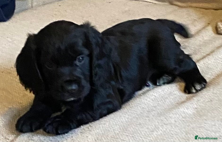 Cocker Spaniel dogs KC REGISTERED WORKING COCKER SPANIEL PUPPIES  - Advert 5