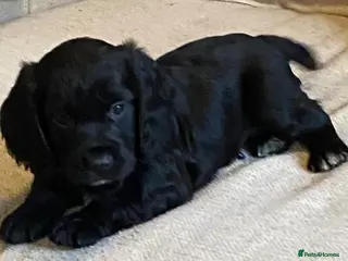 Cocker Spaniel dogs KC REGISTERED WORKING COCKER SPANIEL PUPPIES - Advert 5