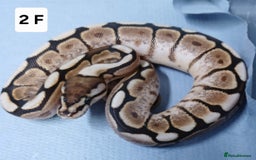 Python Snake reptiles for sale: Royal Python Morph Hatchling's Female - Image 4